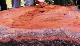 Chuyện lạ ở Thanh Hóa: Triệt hạ lim xanh cổ thụ để bảo tồn sến mật