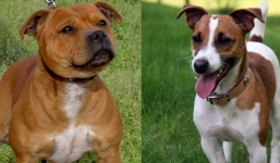 Một phụ nữ bị chó cưng ăn thịt sau khi qua đời