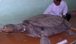 Gặp người bắt 'thủy quái' Đà giang và 'linh vật báo oán'?