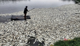Hơn 100 tấn cá chết trắng hồ chỉ sau 1 đêm