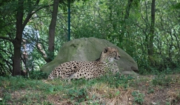 Mẹ đánh rơi con trai 2 tuổi vào chuồng báo