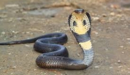 Rắn hổ chúa 'khủng' cắn chết một thanh niên