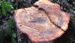 Triệt hạ lim xanh tại Thanh Hóa: Tiền 'khủng' bán lim về đâu?