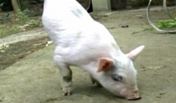 Video: Chú lợn con đi bằng 2 chân nổi tiếng khắp Trung Quốc