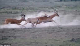 Màn săn mồi đáng sợ của sư tử đói, linh dương xấu số khó thoát