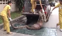 Clip: Nuốt trọn một chú lợn, trăn khổng lồ bị nghẹn chết