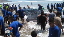 Video: Giải cứu cá nhám voi khổng lồ mắc cạn trên bờ biển