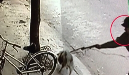 Clip: Tổng hợp 9 vụ dùng súng, thòng lọng trộm chó gây sốc cộng đồng