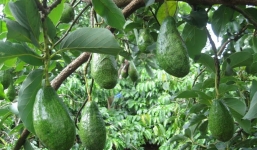 Loài cây có khả năng 'chuyển đổi giới tính' trong chớp mắt