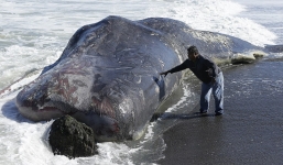 Phát hiện 'quái vật' biển khổng lồ trôi dạt vào bờ