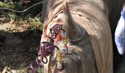 Bơm hóa chất độc hại vào sừng để cứu tê giác khỏi tuyệt chủng