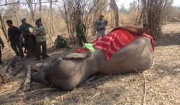  Bị một nhát chém vào đùi, voi nhà ngậm chặt miệng 2 ngày rồi chết