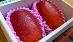 Tận mục xoài “đại gia” có giá hơn 60 triệu đồng/cặp