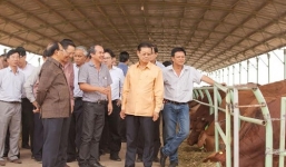 Bầu Đức thu tiền tỷ mỗi ngày nhờ... phân bò