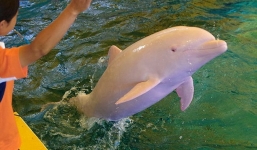 Chiêm ngưỡng cá heo màu hồng cực hiếm đang gây sốt