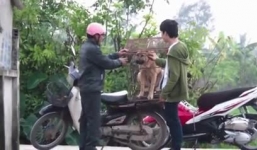 Clip cứu sống chú chó sắp bị giết thịt với 3 triệu đồng gây xúc động mạnh