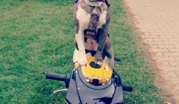 Thú vị chú chó điều khiển xe mô tô siêu như người