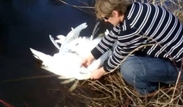 Cứu sống đôi thiên nga mắc kẹt cổ cánh vào nhau