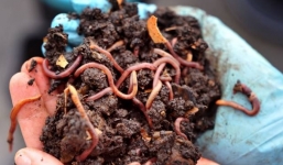 Hoảng hồn vì mưa giun đất trút xuống miền nam Na Uy