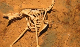 Phát hiện loài chim ăn thịt đáng sợ nhất thời tiền sử