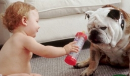 Clip: Những pha hài hước vô đối của trẻ em và những chú chó ngộ nghĩnh