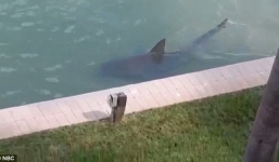 Choáng với video cá mập bơi lội ngay cạnh nhà