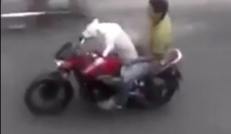 Video: Dân mạng bất ngờ xem chú chó lái xe chở chủ đi chơi