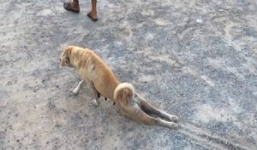 Chó tinh ranh giả vờ què chân để xin ăn