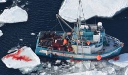 Kinh hãi cảnh giết hải cẩu con đẫm máu để lấy lông