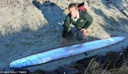 Phát hiện 'thủy quái' dài 3 mét ở New Zealand