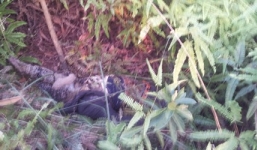 Rùng mình xác người đàn ông bốc mùi hôi thối ở rìa đồi