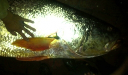 Mổ ruột cá sú trăm triệu, lấy bóng bán 1,1 tỉ/kg