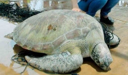 Ngư dân miền Tây bắt được rùa biển 'khủng' nặng 62kg