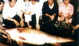 Sửng sốt cá sủ vàng đại gia Hải Phòng trả 2,5 tỉ đồng không mua được