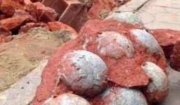 Đào đường, phát hiện 43 quả trứng khủng long hóa thạch