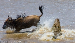 Linh dương tung 'chưởng' thoát khỏi hàm cá sấu 