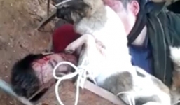 Hai tên “cẩu tặc” bị dân buộc chó vào người kéo đi khắp làng?