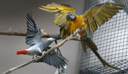 Cháy nhà, những chú vẹt biết gọi người đến cứu