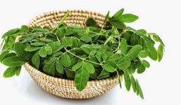 Đối tượng tuyệt đối không được ăn rau chùm ngây