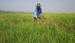 Giống 'lúa ma' bỗng nhiên xuất hiện ở Đắk Lắk