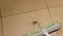 Video: Kinh dị cảnh đập nhện mẹ, hàng trăm nhện con túa ra 