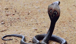 Rắn hổ đất cắn một thanh niên nguy kịch