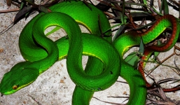 Rắn lục đuôi đỏ cắn người nguy kịch
