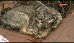 Video: Cận cảnh bộ đồ nghề 'khủng' của cầu tặc