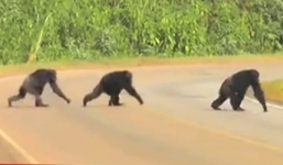 Video: Thú vị cảnh tinh tinh quan sát cẩn thận khi qua đường