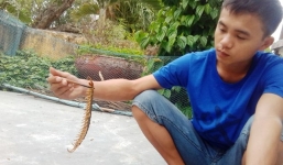 Hãi hùng con rết khổng lồ bò vào phòng khách nhà dân