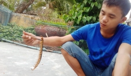 Dọn nhà, bắt được rết khủng 22 đốt, dài 25 cm