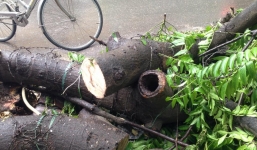 Hà Nội: Cây dâu da xoan bật gốc giữa đêm mưa