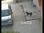 Clip: Dùng xe du lịch đi trộm chó