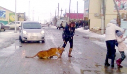 Đi dạo trên đường, bé gái bị sư tử đoàn xiếc tấn công